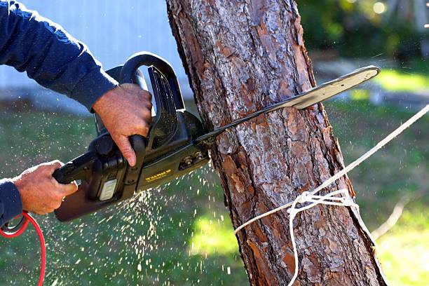 How Our Tree Care Process Works  in  Trinity, FL