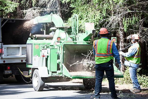Trusted Trinity, FL Tree Care Experts